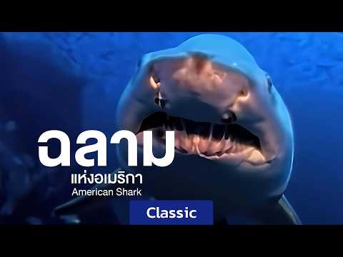 Documentary: Sharks of America