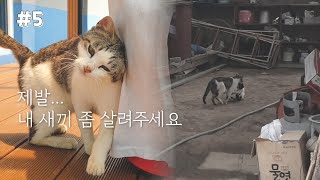 엄마 길고양이의 구조 요청, 하지만 이미 떠나버린 아기 고양이 (ENG)