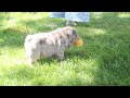 English Bulldog Puppies For Sale