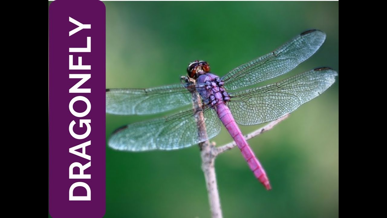 Dragonfly Meaning Life Is Fleeting Spirit Animal Power