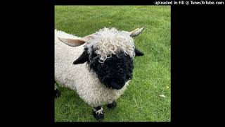 dolly - a song about our feelings (feat. blackwinterwells) (prod. dolly + pandi + bill) Net Worth