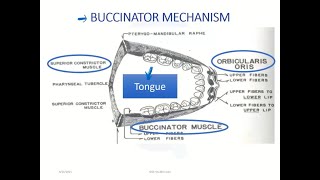 Etiology of Malocclusion