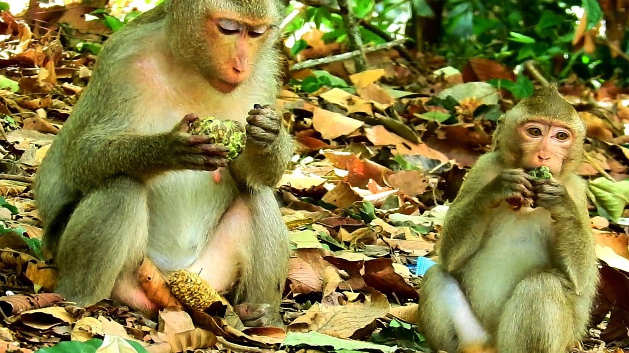 Ohoh Anita come to near team sovana he want to bite Asley Angry so much