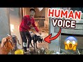 GOAT SHOUTING Like HUMAN!! - बकरी INSAAN की तरह बोल रही 😲 !!