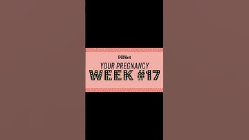 Week 17 Pregnancy   Baby Development