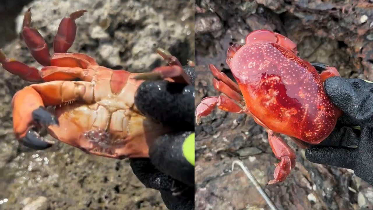 Explore and catch bread crabs in rock holes / Seafood 2026