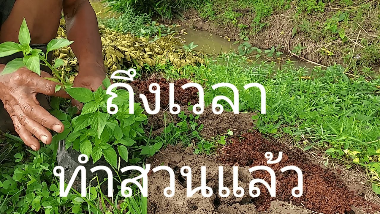 ถึงเวลาทำสวนแล้ว