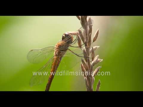 Globe skimmer dragonfly rests motionless with golden-yellow body and transparent wings