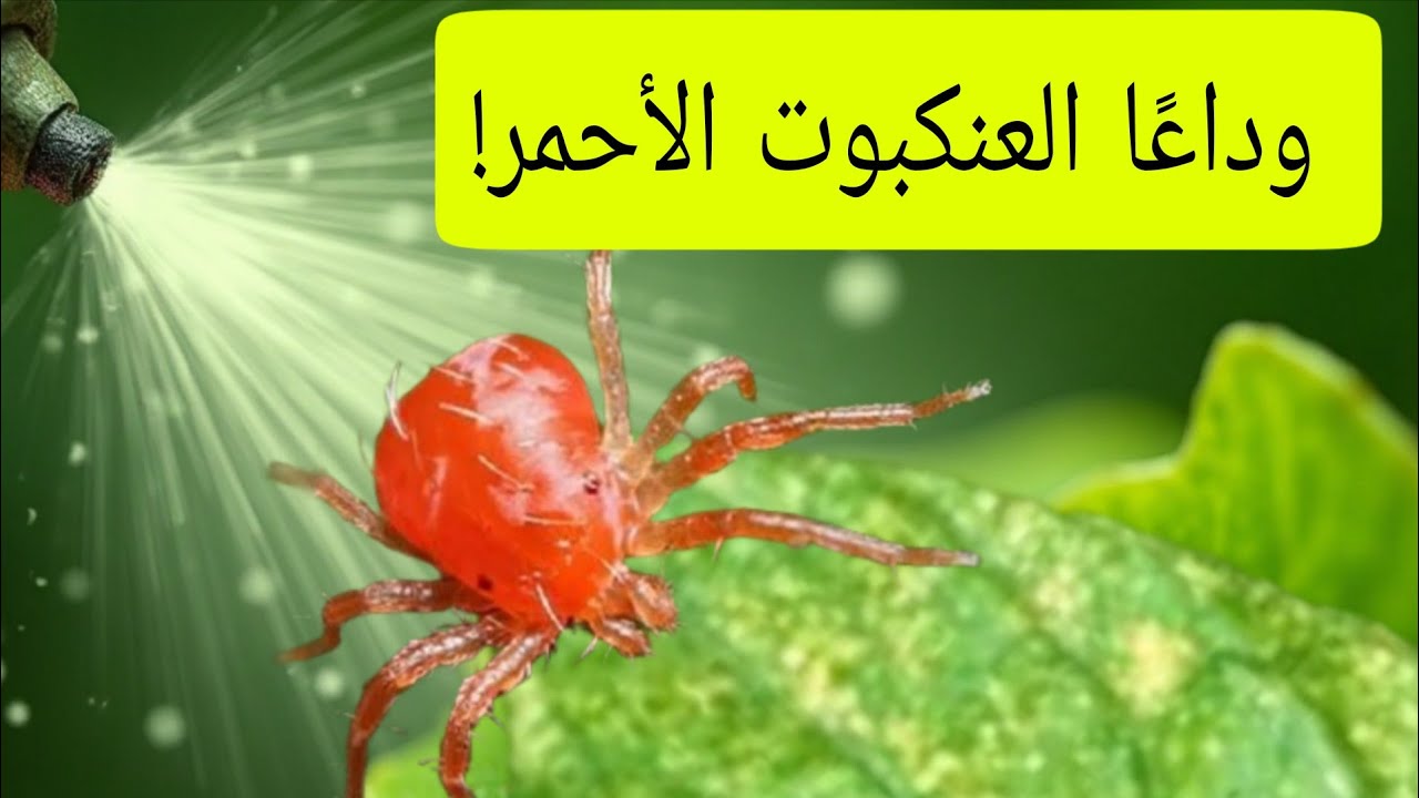 العنكبوت الأحمر وسر القضاء النهائي عليه 🌱 برشة واحدة مجربة!