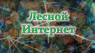 Лесной Интернет: секреты взаимосвязей в экосистеме