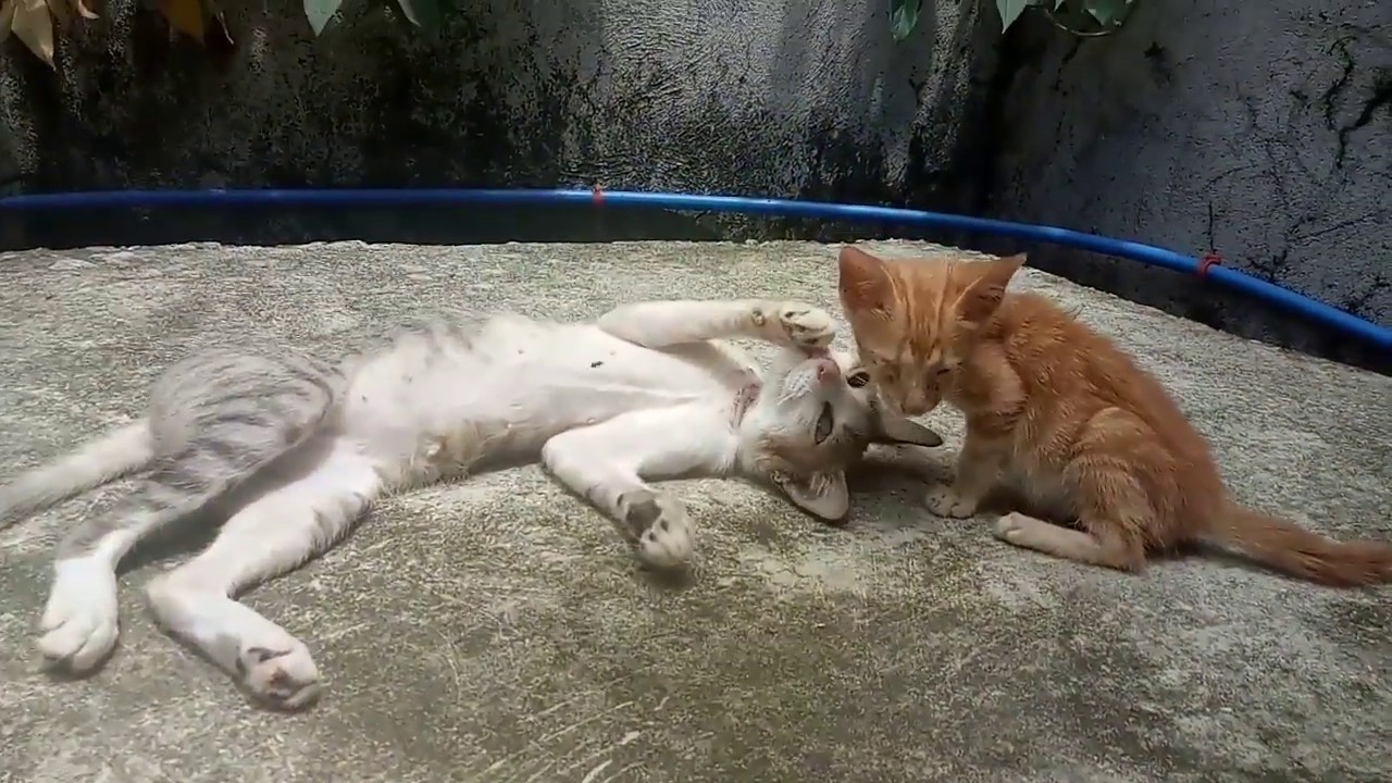 Cat mother feed her blind kitten/Cat feeding!Kitten survived.. - YouTube
