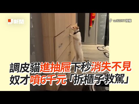 液體貓鑽抽屜搞消失😹 奴才噴6千元拆櫃救駕｜寵物動物｜貓咪｜搞笑