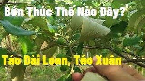 Bón Thúc Cho Quả Táo Mau Lớn Thế Nào l Nui Doi Luc Ngan 98