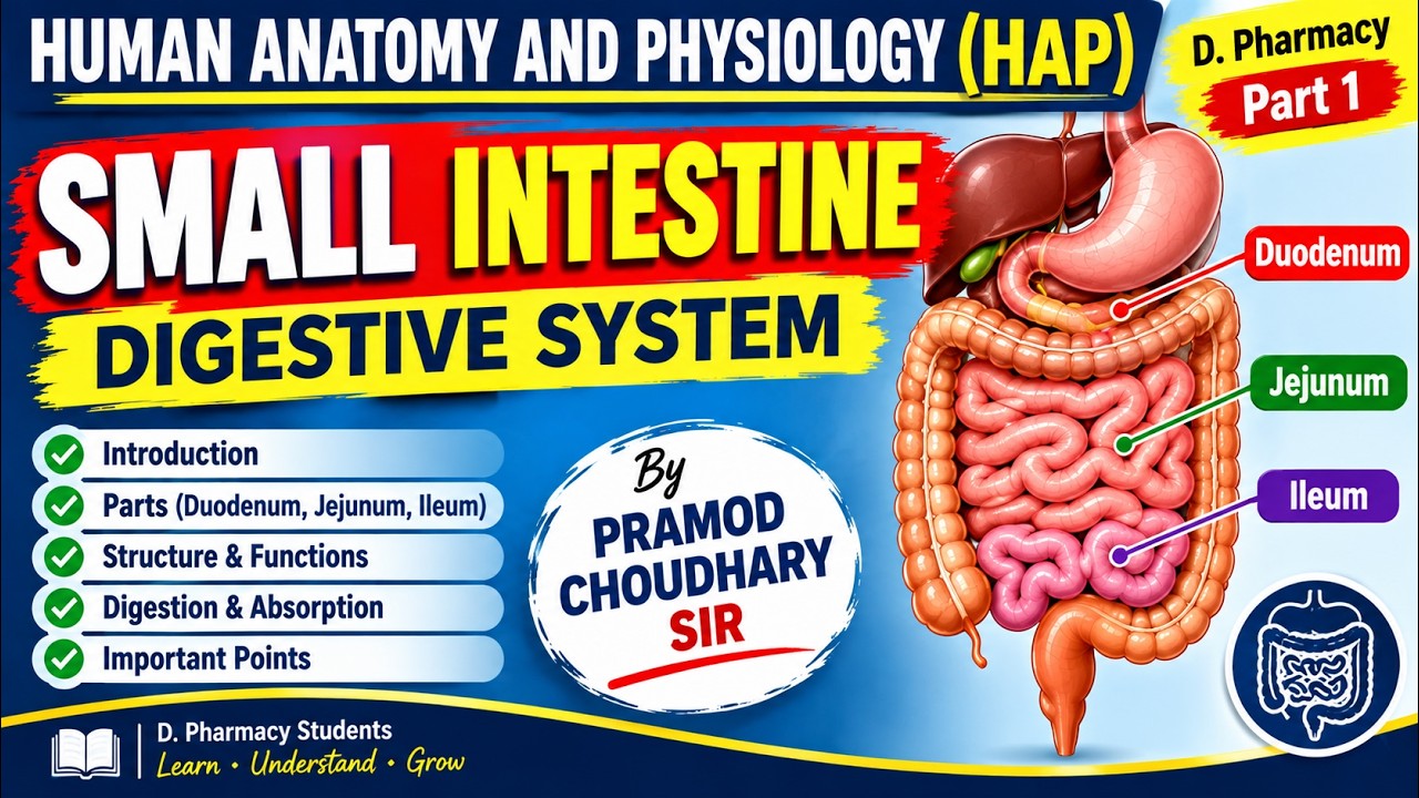 Small Intestine | Digestive System | Human Anatomy And Physiology (HAP ...