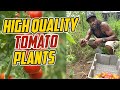 Secrets to Maintaining High Quality and High Yield on Tomato Plants