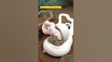 White Python 🐉 Eats a big Rabbit 🐇😳😱😳 #shorts #trending #viral