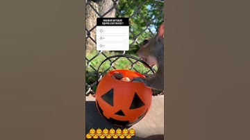 How many Squirrels do you see ? #shorts #cute #pet #pets #shorts #Shorts30