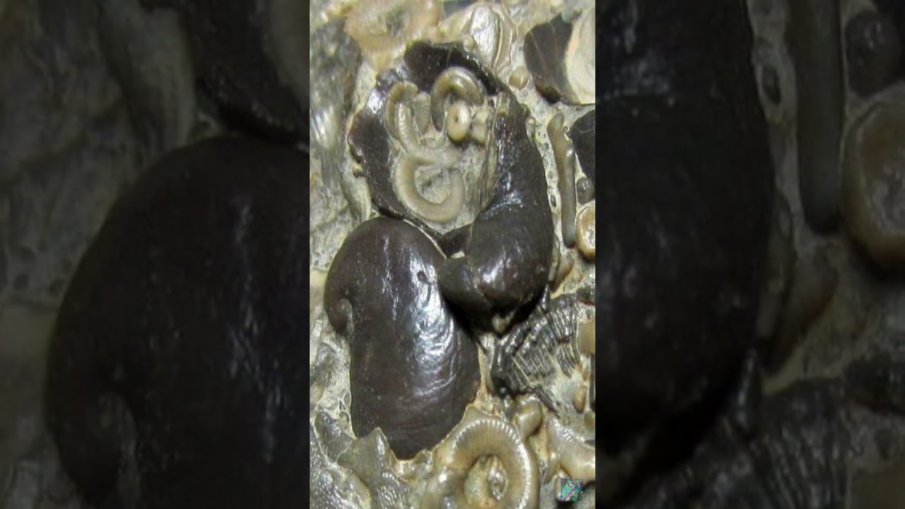 Así eran los Caracoles acuaticos Platyceras🐌😮 