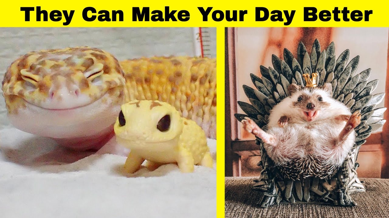 Cute Animals To Make Your Day Better - YouTube