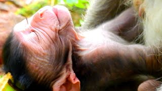 Oops Whats Happening On Jinx? Jinx Deep Sleeping Daytime Like That