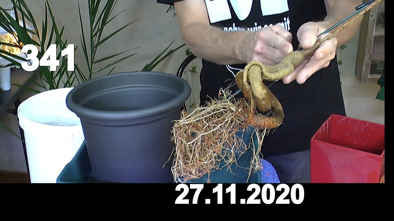 Aloevera und mehr entdecken im Pflanzenreich. Düngen, Umtopfen und Vermehren mit Zimmerrundgang