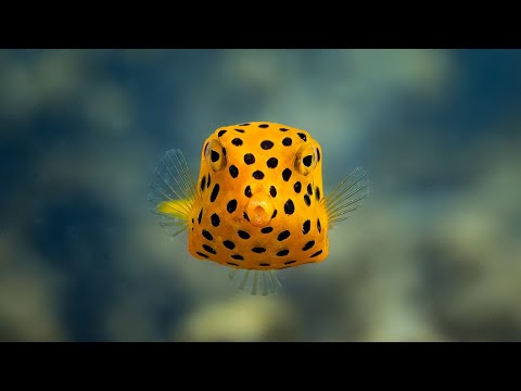 Acoustics: a neglected driver of evolution in fishes
