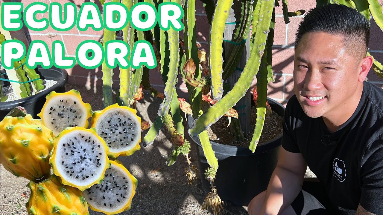 Grow Ecuador Palora Dragon Fruit Like a PRO with These 5 Essential Tips!