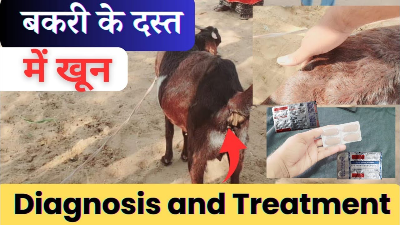 बकरी को दस्त लगने पर क्या दें Goat Diarrhea treatment medicine by