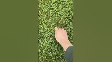 I need to touch grass more! #cozygames #gamedeveloper