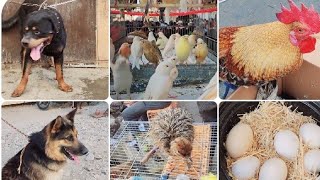 The spinning market on Friday, the date of today , beautiful types of animals in this market