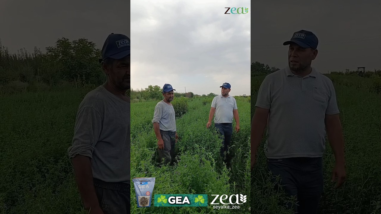 ☘️GEA ☘️ Беда уруғи (Италия)998994743377 