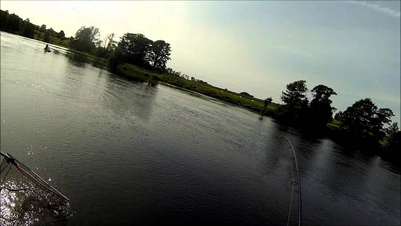 August salmon from Lagan