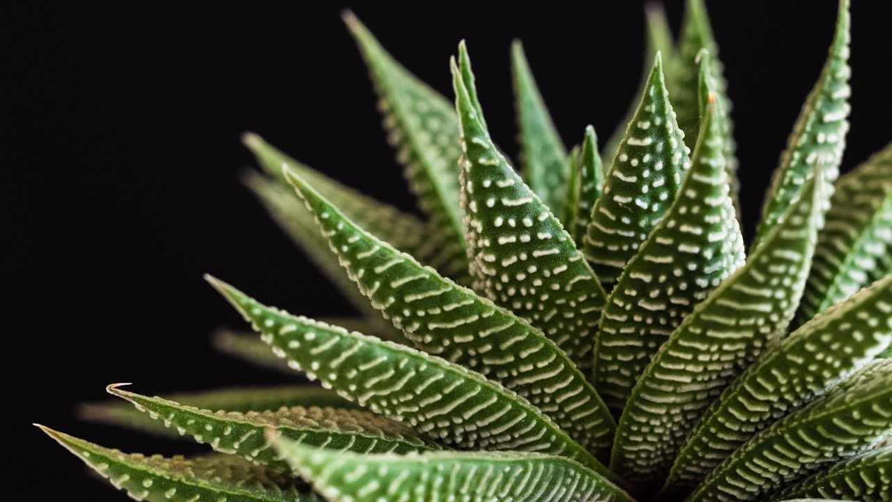 Oxygenkart Succulent plants varieties 🌸 pack Of Wholesale 🌼 