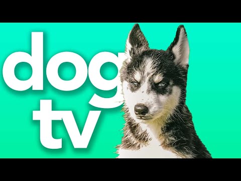 Dog TV - Walking Video for Dogs | Hours of Entertainment and Excitement for Dogs! 🌈