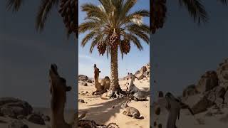 The camel saves the date palm tree from drying up by seeing water😭 #shorts #ai #plants