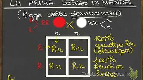 Cosa dice la legge della segregazione?