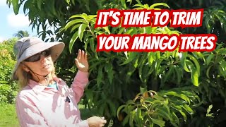 It's Time To Trim Your Mango Trees