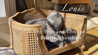 The Pros & Cons of the British Shorthair Cat #cat #catlover #britishshorthair #britishblue #cats