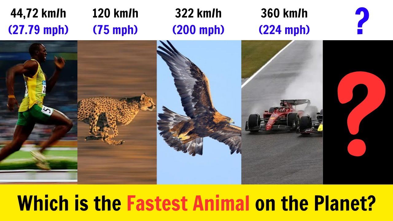 Which is the Fastest Animal on the Planet? - YouTube