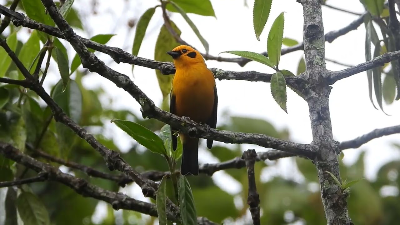 Tangara Dorada/Golden Tanager/Tangara ArthusDSCN9879