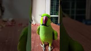 Talking Parrot Mithu Doing Funny Walk