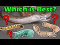 Which Feeder Worms are Best for your Reptile?