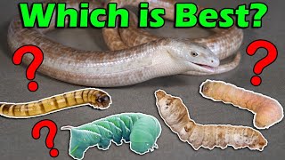 Which Feeder Worms are Best for your Reptile?