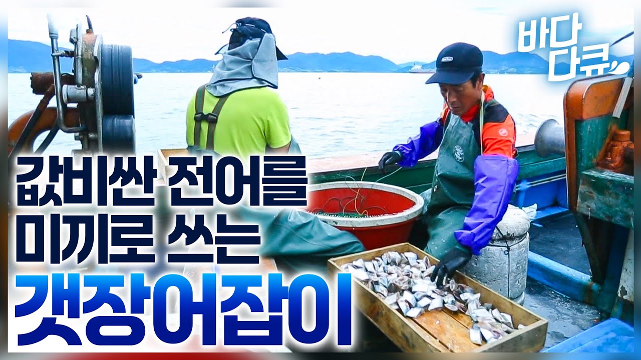 못 잡으면 미끼 값이 더 많이드는 갯장어잡이배 / 장어잡이 먹방 / 여수반도 / #바다다큐