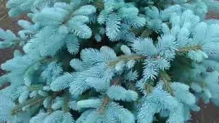 Picea Pungens Mission Blue