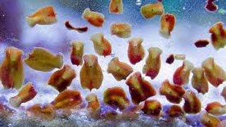 Laposférgek Hány platyhelminthes faj van
