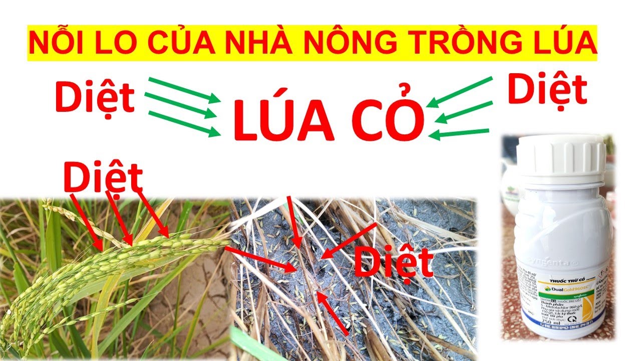 Giải pháp quản lý lúa cỏ hiệu quả cao và ít tốn kém nhất! lúa cơi | lúa ...