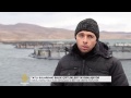 Yamula Barajı'nda balık çiftlikleri