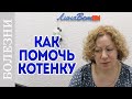 Понос у котенка, как помочь, чем кормить?