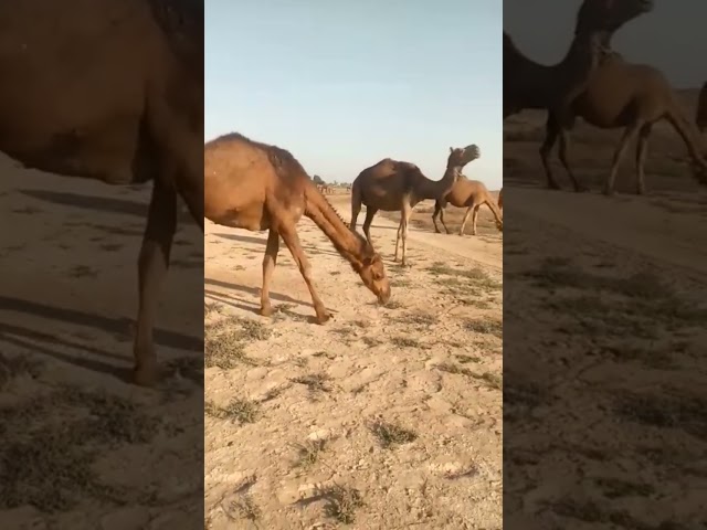 Camel race #shorts #camels #race #thar #sindhi class=